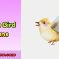 Cute Bird Puns