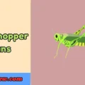 Grasshopper Puns