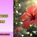 Hibiscus Puns
