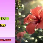 Hibiscus Puns