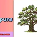 Oak puns