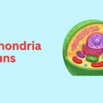 Mitochondria Puns