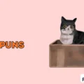 box puns