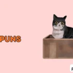box puns